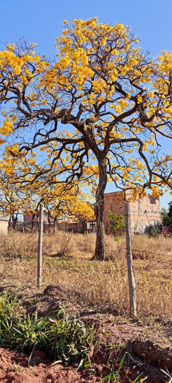 lote-venda-bairro-imperador-sao-joaquim-de-bicas--1128611