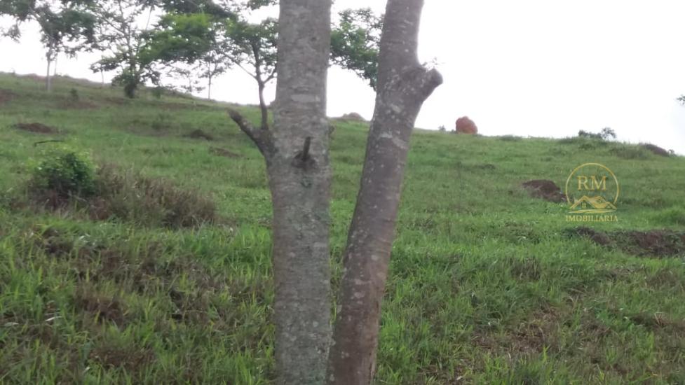 fazenda-venda-bairro-carmopolis-de-minas-mg--1052867